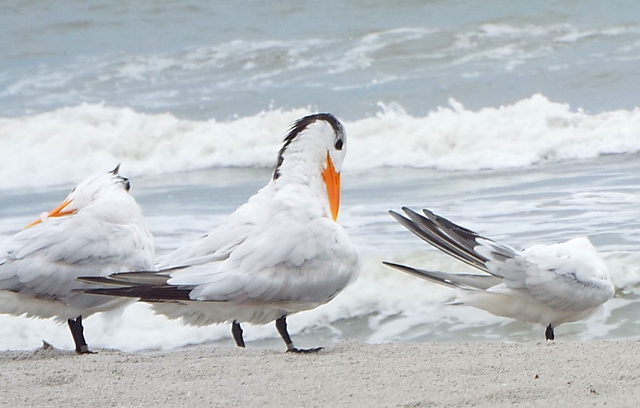 Grooming Session