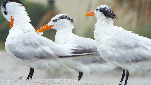 Three Little Birds